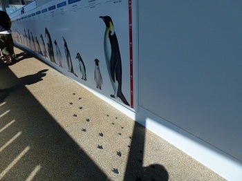 45　ペンギンの足跡.jpg